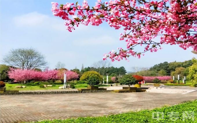 无锡太湖学院-校园春色3