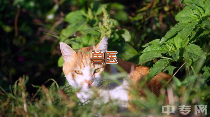 内蒙古农业大学畜牧兽医