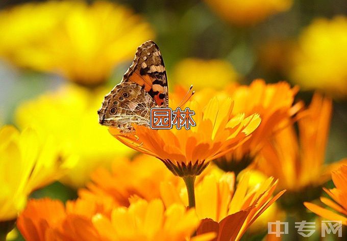 广东茂名农林科技职业学院园林工程技术