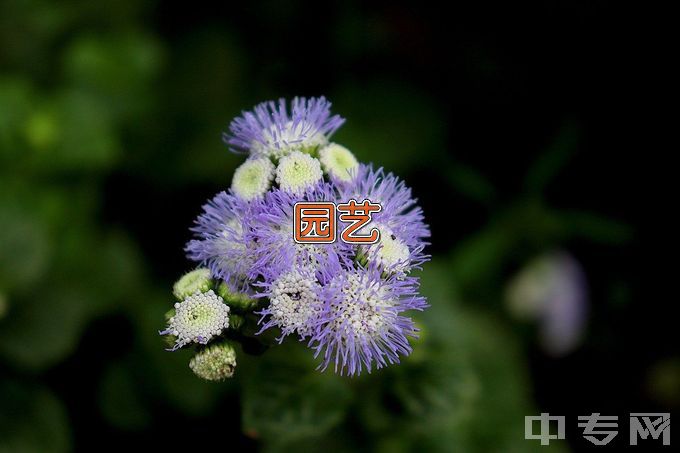 龙山县第一职业中学园艺技术