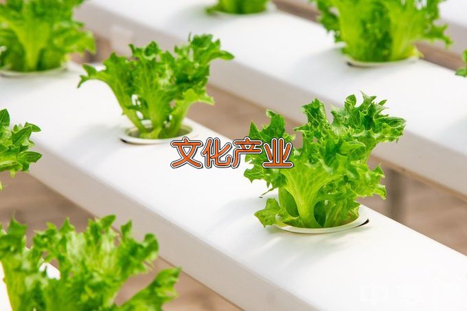 芜湖电缆工业学校社会文化艺术