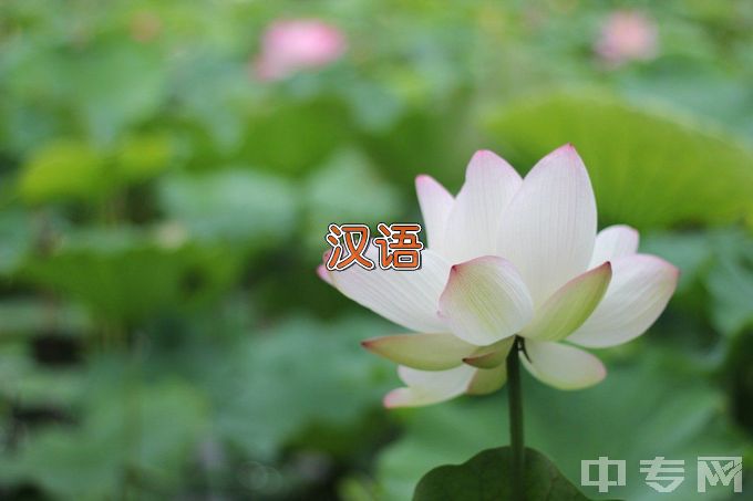 河南中医药大学汉语国际教育