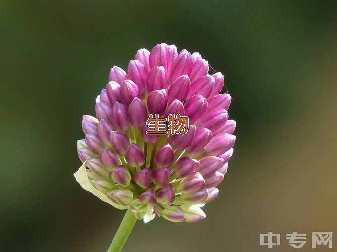 中南民族大学生物医学工程